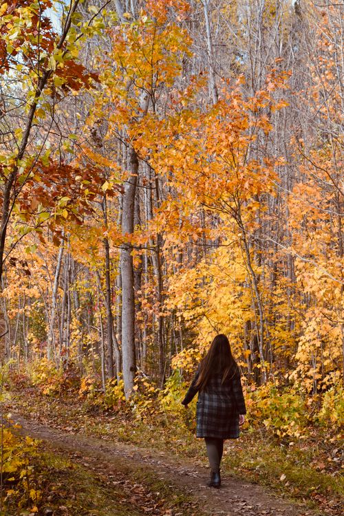 Free A woman strolls through a colorful forest path during fall, surrounded by vibrant autumn foliage and serene nature. Stock Photo