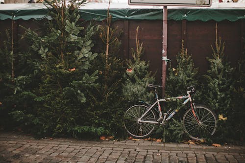 Photo of a Bicycle Parked Beside Conifer Trees