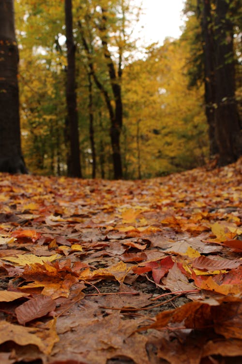 Free Photograph of Dry Autumn Leaves on the Ground Stock Photo