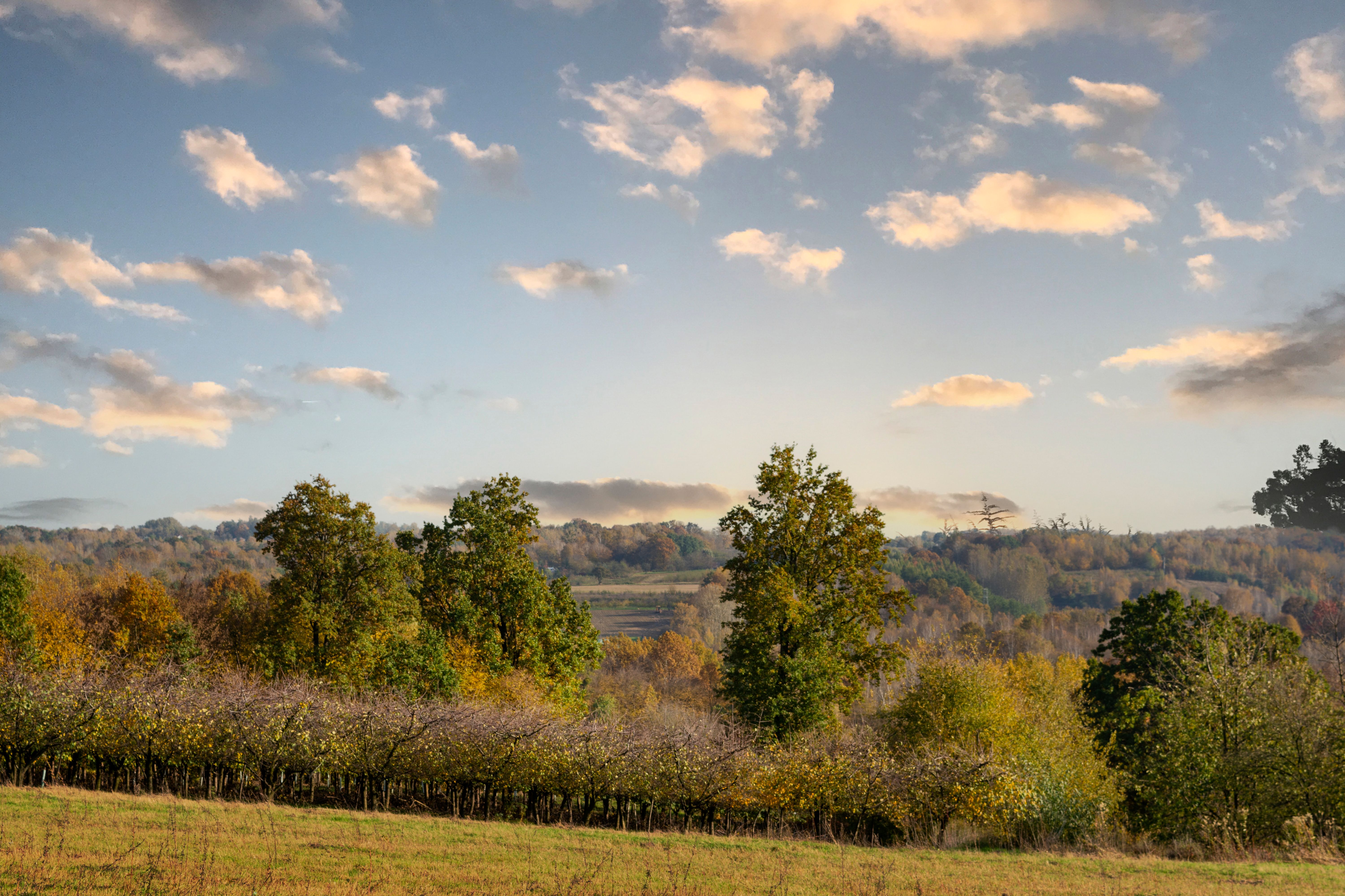 Green Trees Under a Blue Sky with White Clouds · Free Stock Photo