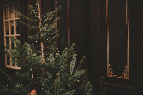 Photo of a Conifer Tree with Christmas Lights