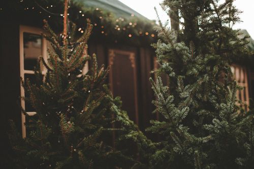 Free Outdoor scene of conifer trees adorned with Christmas lights at night. Stock Photo