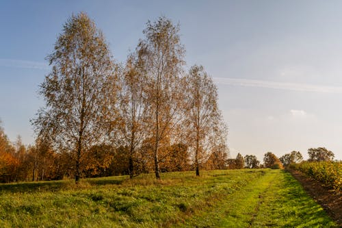 Gratuit Imagine de stoc gratuită din arbori, câmp, iarbă Fotografie de stoc
