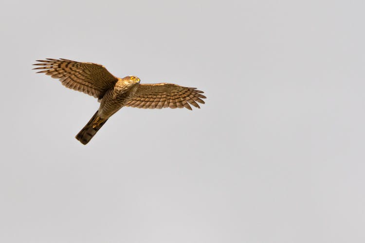 Photograph Of A Eurasian Sparrowhawk Flying