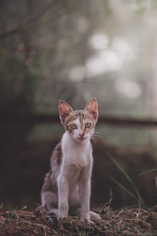 Photo of a Domestic Kitten on Brown Soil