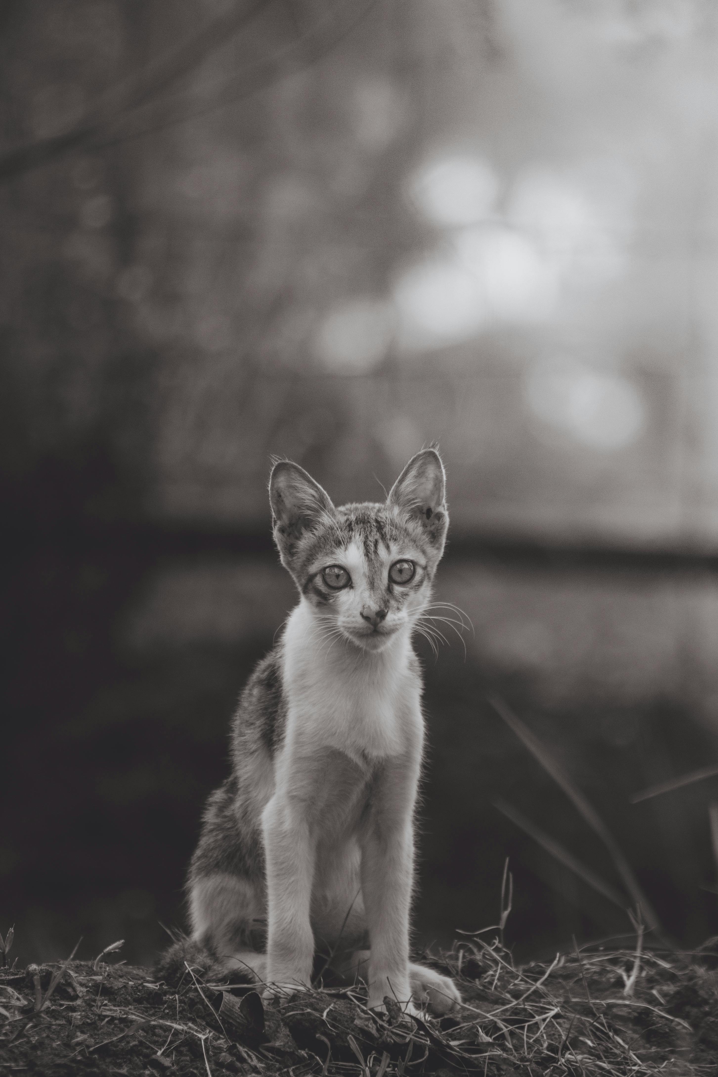 一只瘦弱的虎斑猫坐在户外，聚精会神地盯着，出现在一张灰度图像中