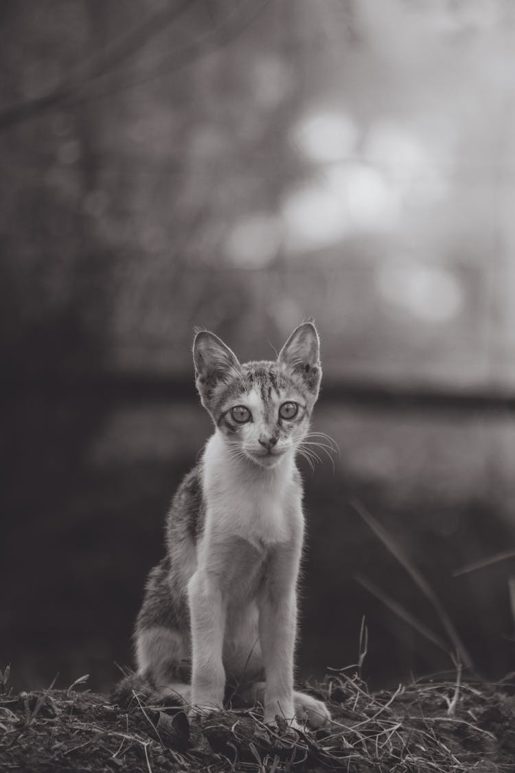 A Skinny Cat On The Dry Grass