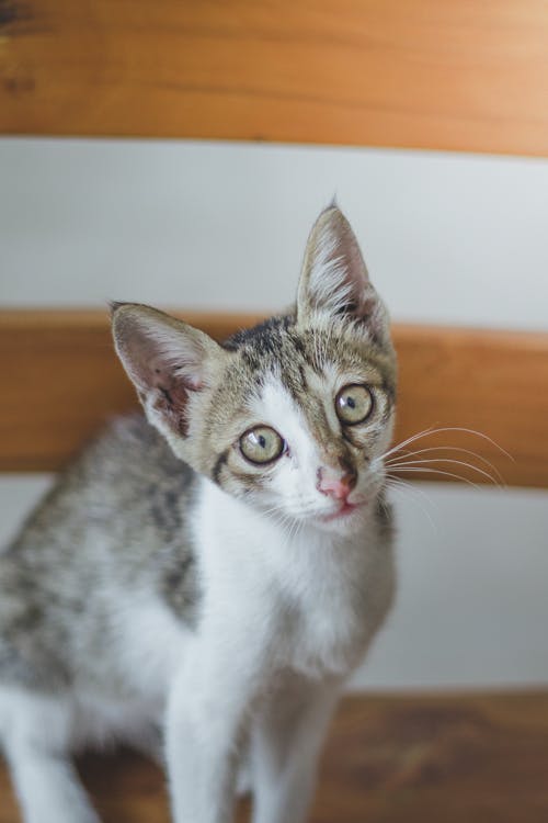 Foto d'estoc gratuïta de adorable, animal domèstic, bigotis