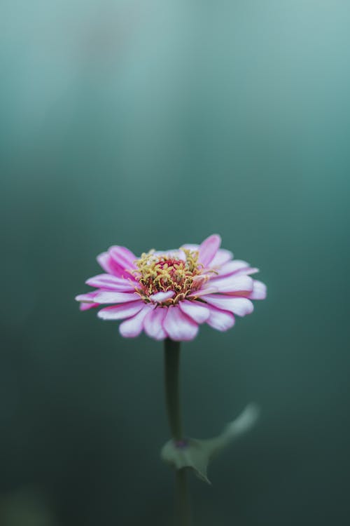 Close-Up Photograph of a Pink Zinnia Flower