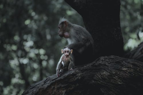Photograph of Monkeys on a Tree
