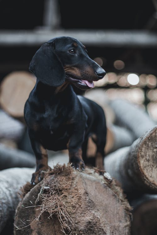 Close-Up Shot of a Dachshund