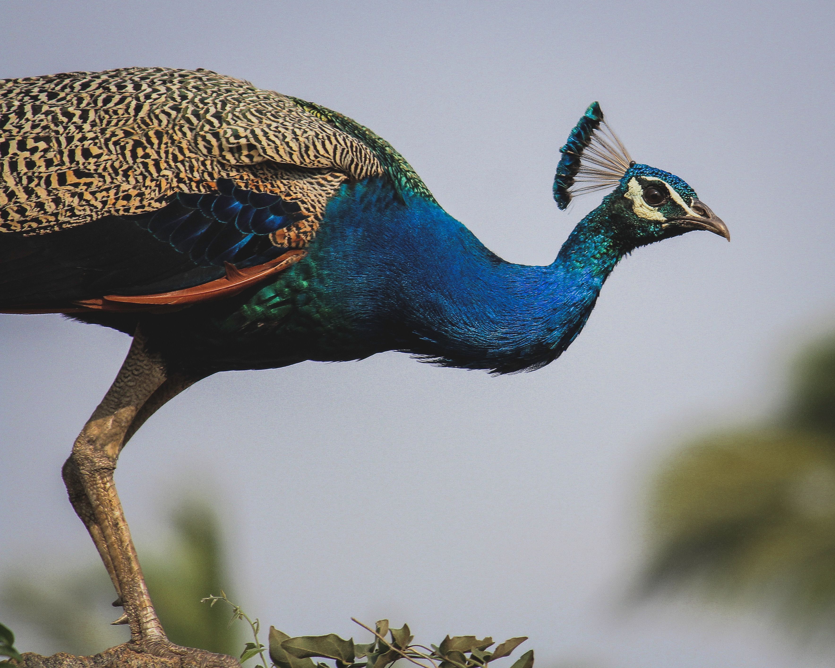 The ornithological artist drawing 1,000 birds by hand – all for an app that wants you off 