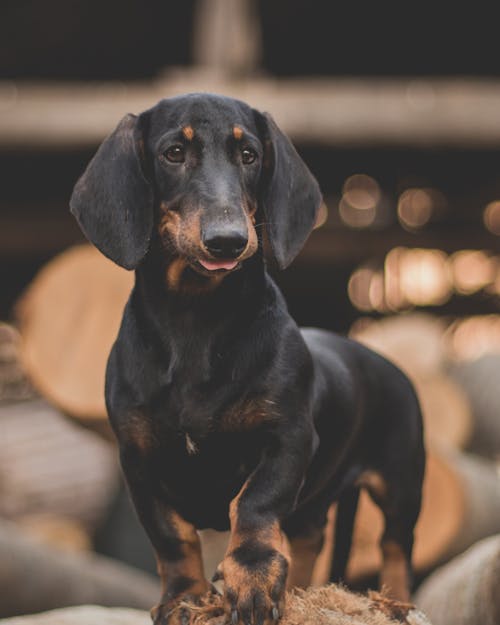 Close-Up Shot of a Dachshund