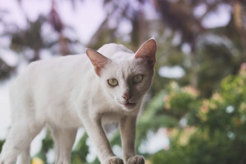 Close-Up Shot of a White Tabby Cat