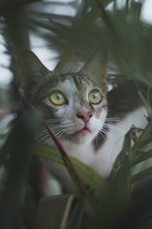 Foto d'estoc gratuïta de adorable, animal domèstic, bigotis