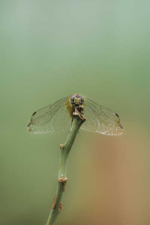 Free Close-Up Shot of a Dragonfly Perched on a Stem Stock Photo