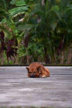 Brown dog lying on a concrete path surrounded by lush greenery, creating a serene outdoor scene.