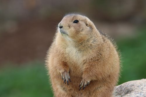 Free Close-up of a prairie dog standing upright outdoors, showcasing its natural behavior. Stock Photo