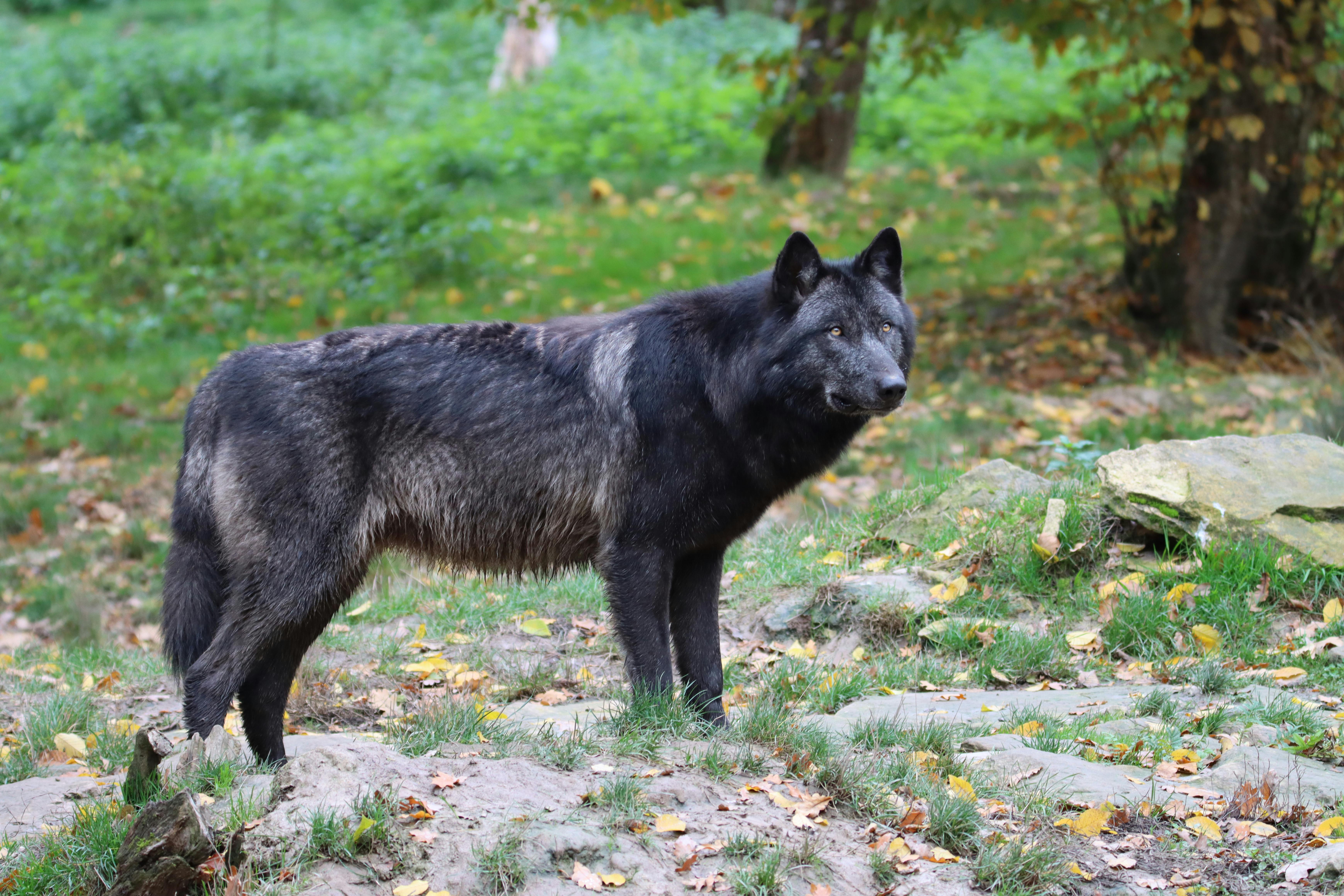 black wolf dog