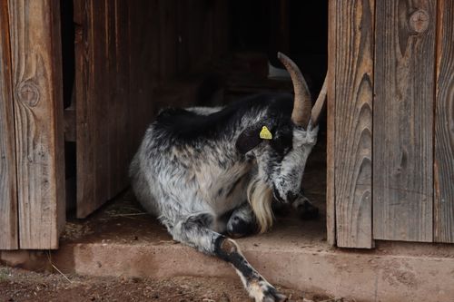 Free A goat with horns and an ear tag resting in a rustic wooden barn doorway. Stock Photo