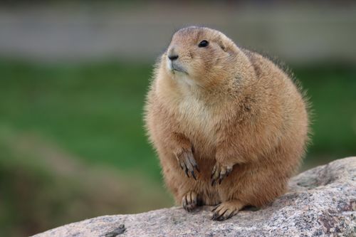 Free Close-up of a prairie dog sitting on a rock with a blurred green background, outdoors. Stock Photo