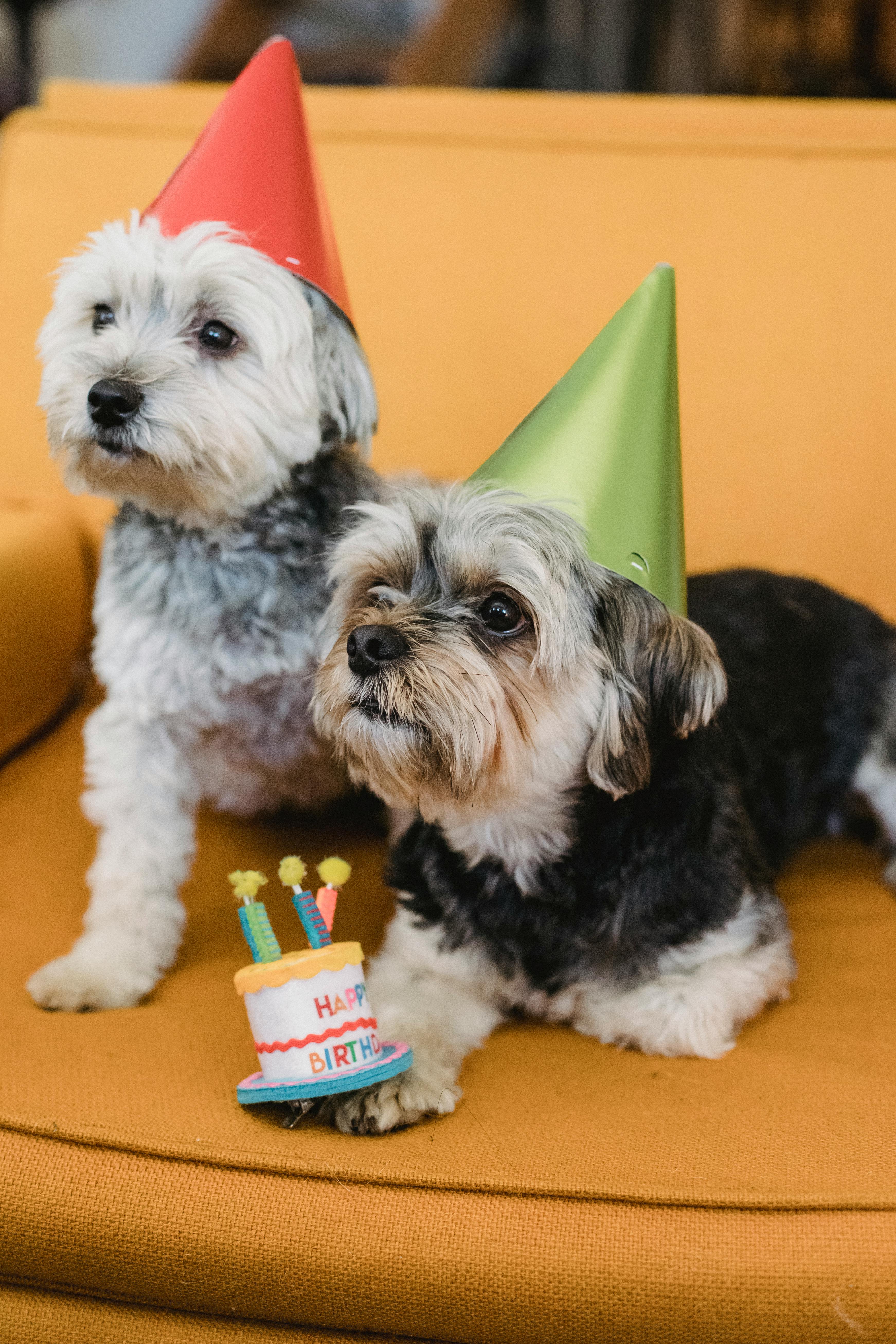 calm small dogs in party hats