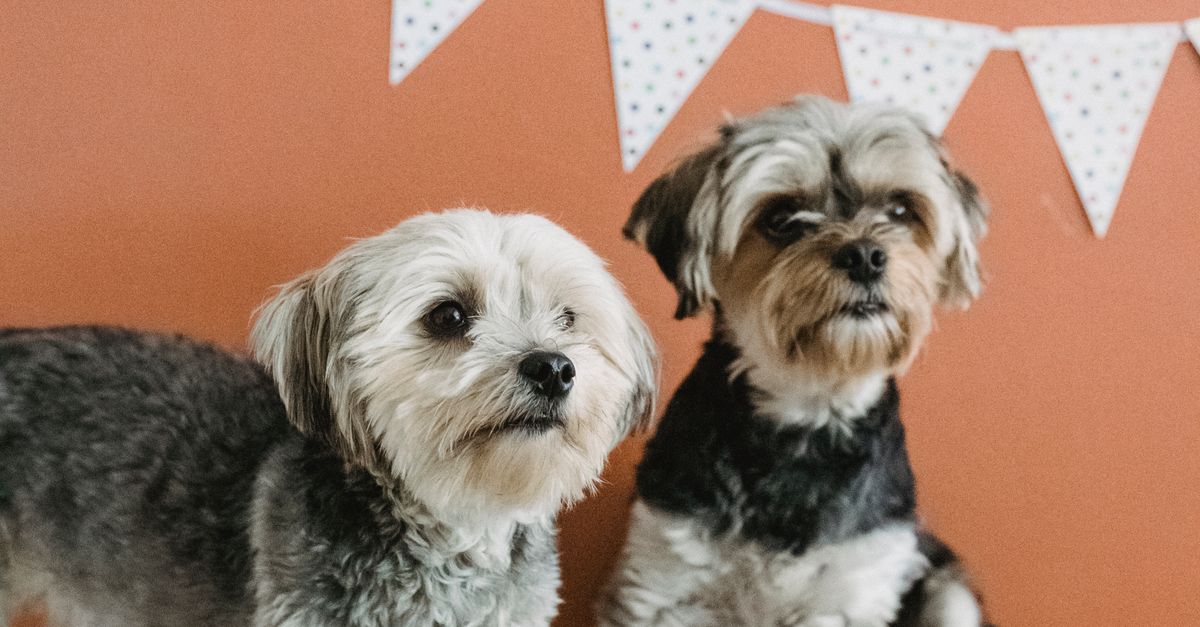 Friendly purebred Yorkshire Terriers resting on carpet with colorful gift boxes in festive room against brown wall