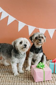一只友好的纯种约克郡梗犬正在一间墙壁为棕色的节日房间里，趴在地毯上休息，周围摆放着彩色礼品盒