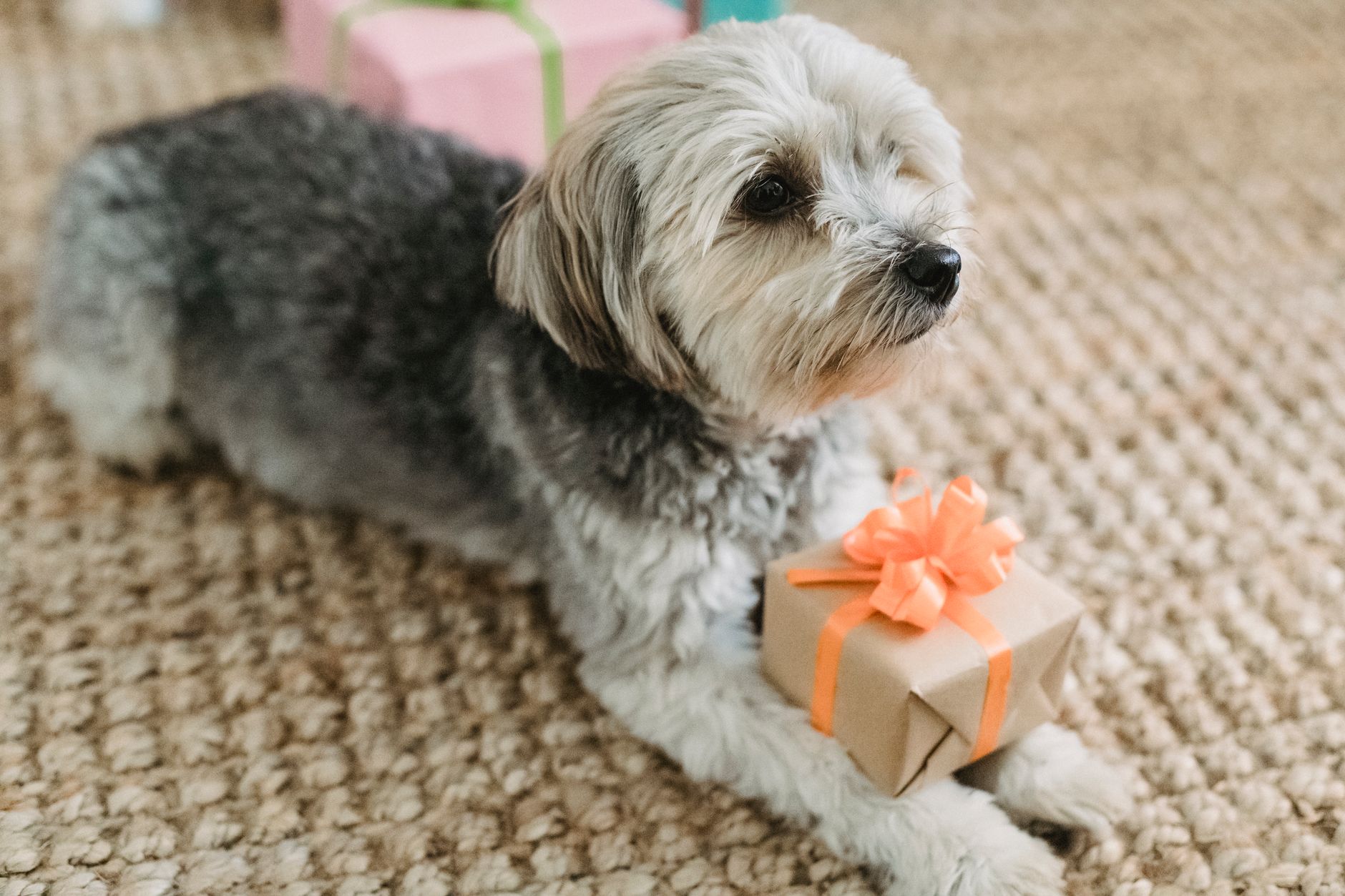 Keeping carpets clean