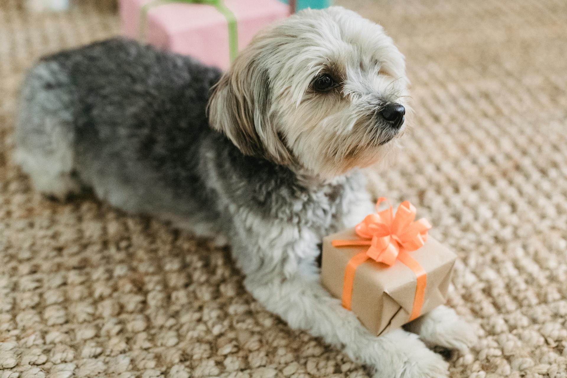 Calm small dog lying with present at home