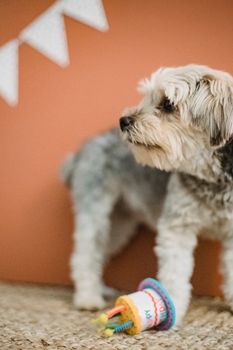 可爱的约克郡梗犬在室内用生日玩具庆祝生日