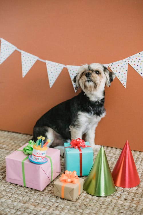 Side view of Yorkshire Terrier puppy sitting on floor surrounded with wrapped birthday presents in room decorated with bunting garland