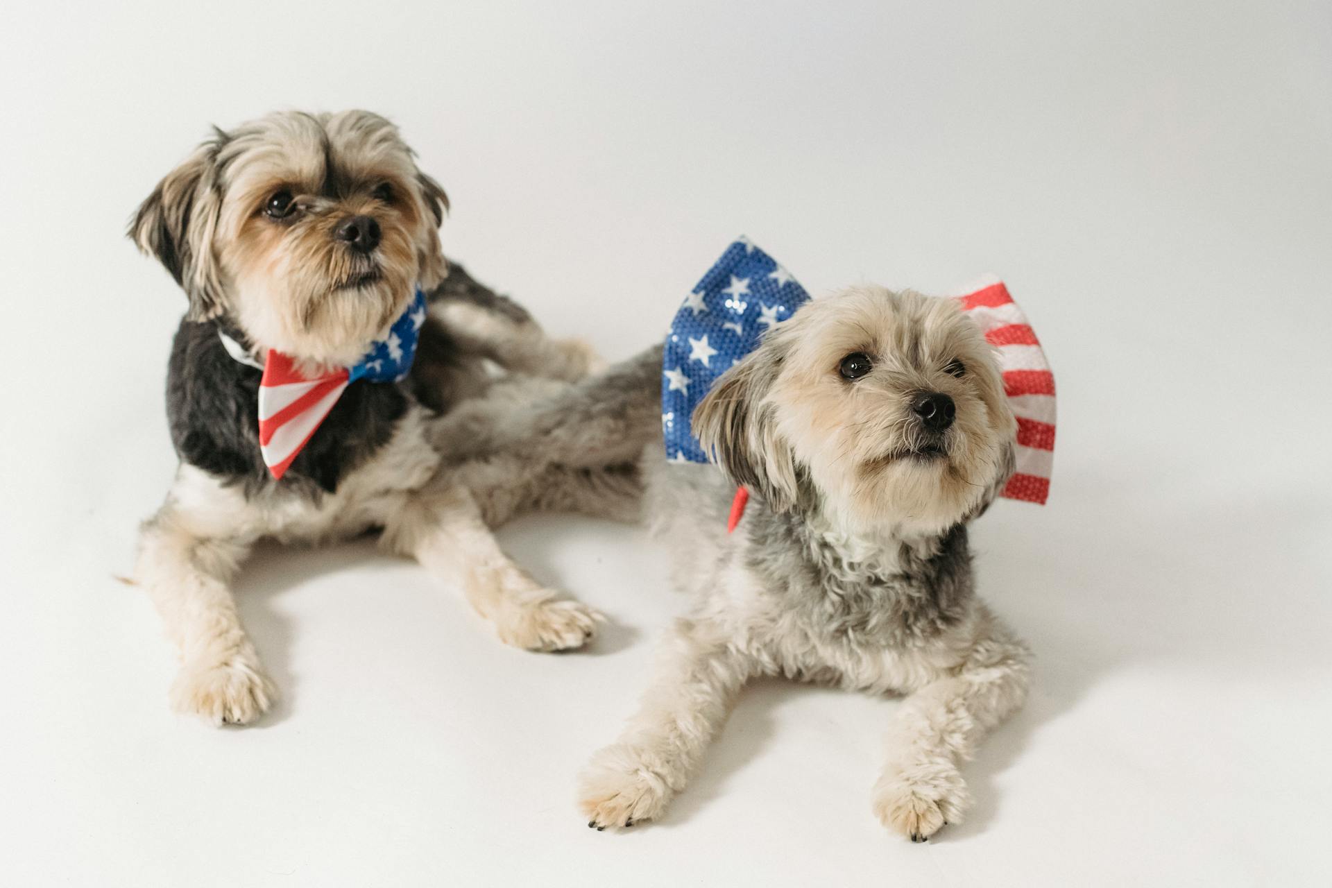 De mignons chiens de race avec des accessoires avec le drapeau américain.