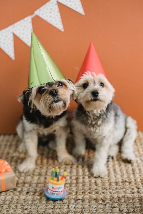 Free Cute fluffy dogs in cone caps at birthday celebration Stock Photo