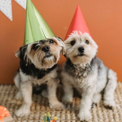 Kit "Aniversário Pet" com bolo e fantasia