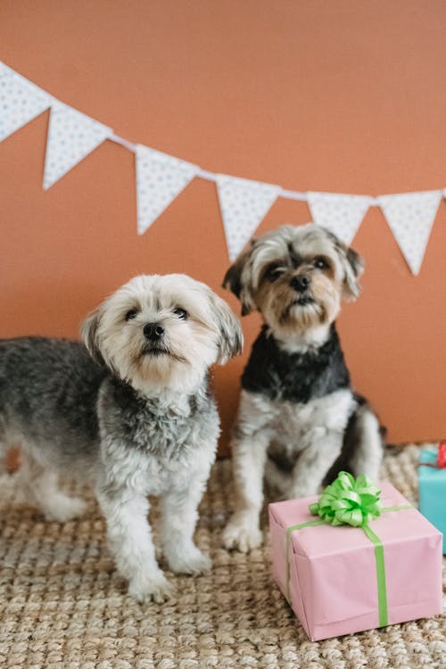 Free Yorkshire Terrier puppies with gift boxes wrapped in paper with bow in room with flag garland Stock Photo