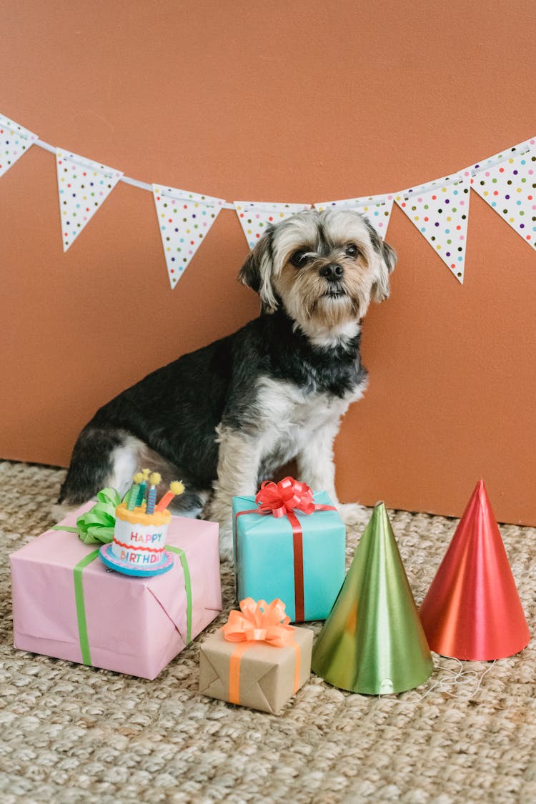 Fluffy Dog With Birthday Presents In Festive Room