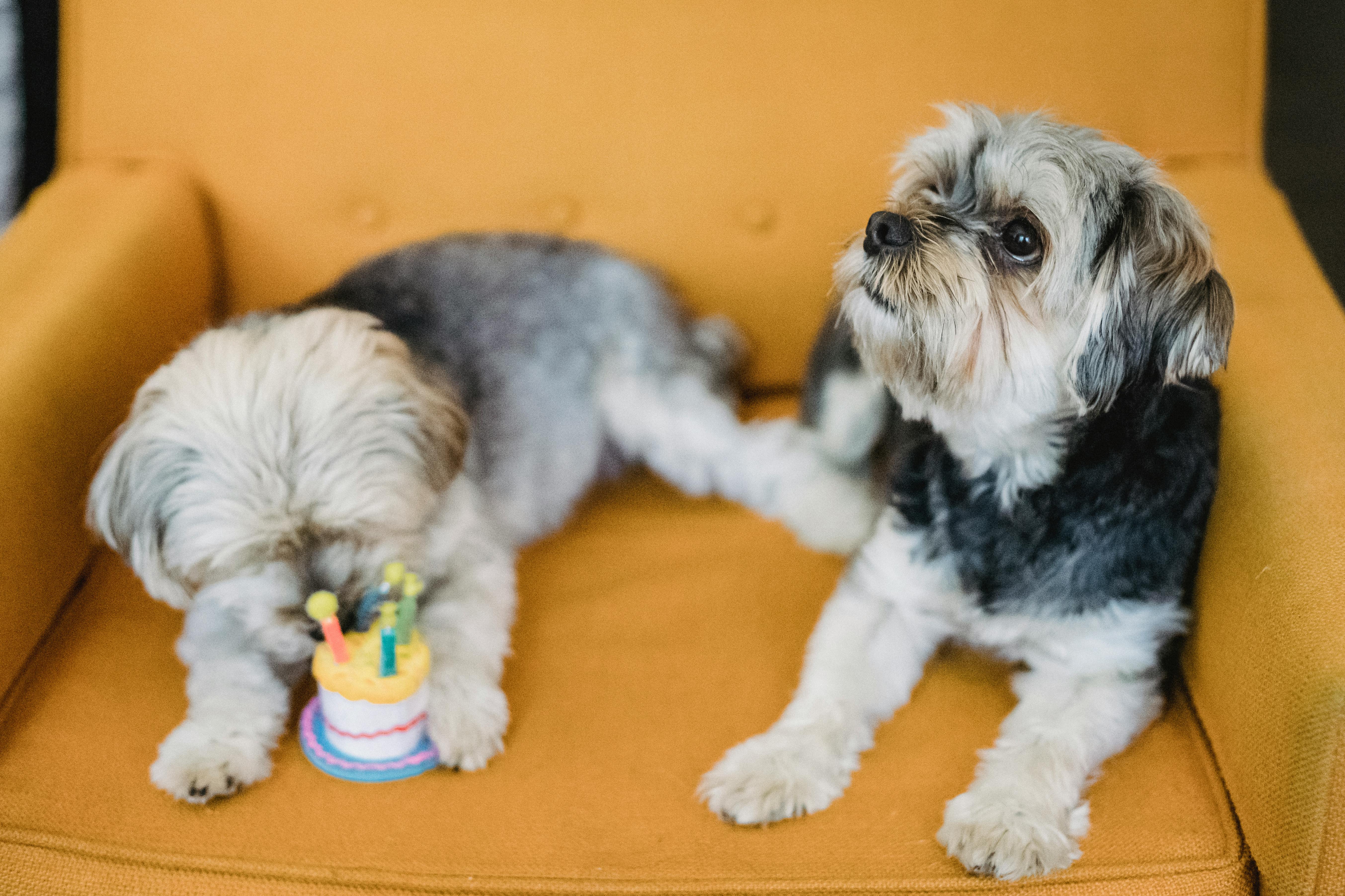 Attentive purebred puppies lying on armchair with plush cake · Free Stock  Photo