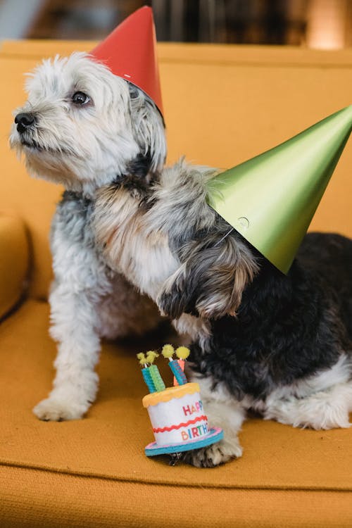 Free Funny Yorkshire Terrier puppies in cone caps with toy birthday cake on yellow chair Stock Photo