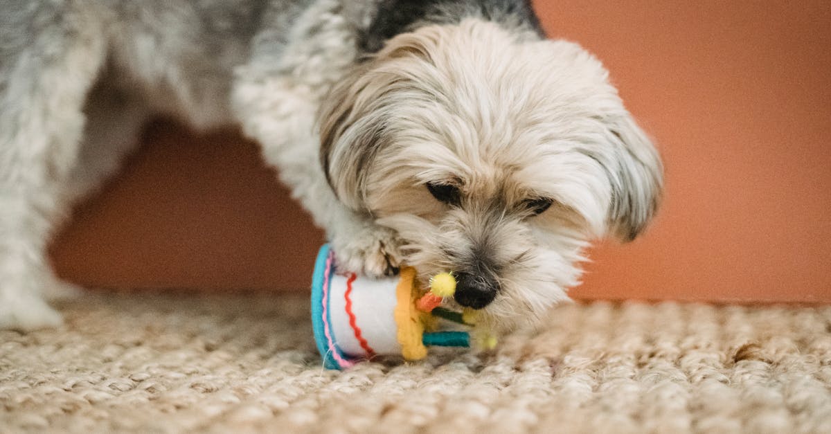 Curious puppy biting toy for Birthday celebration