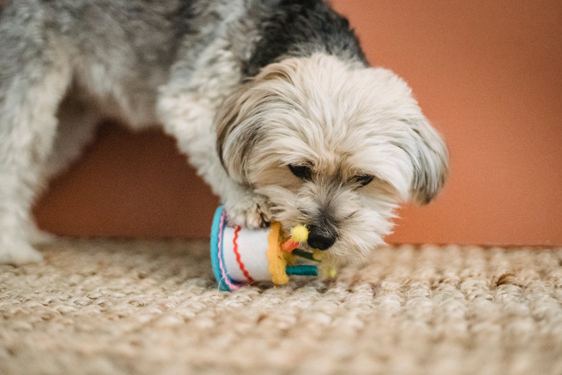 Free Curious puppy biting toy for Birthday celebration Stock Photo