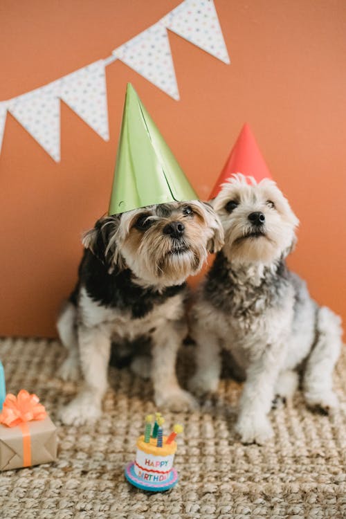 Free Adorable purebred Yorkshire Terriers sitting on floor during birthday celebration with gift and toy cake Stock Photo