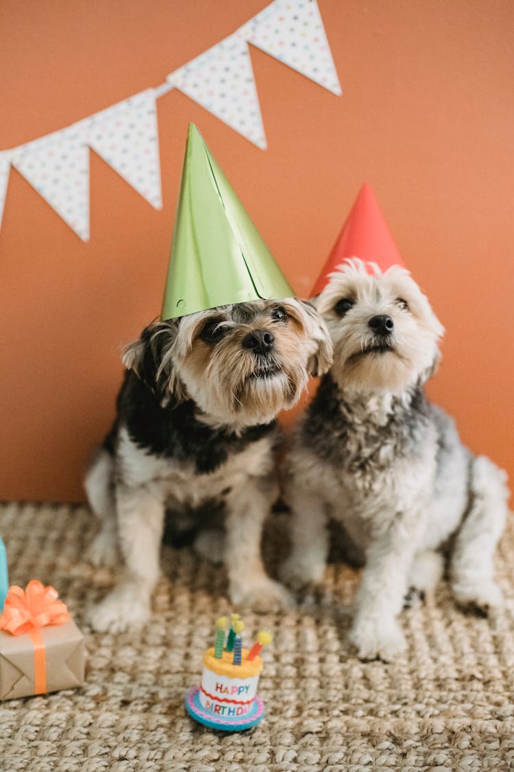 Fluffy Dogs In Cone Cups At Birthday Party