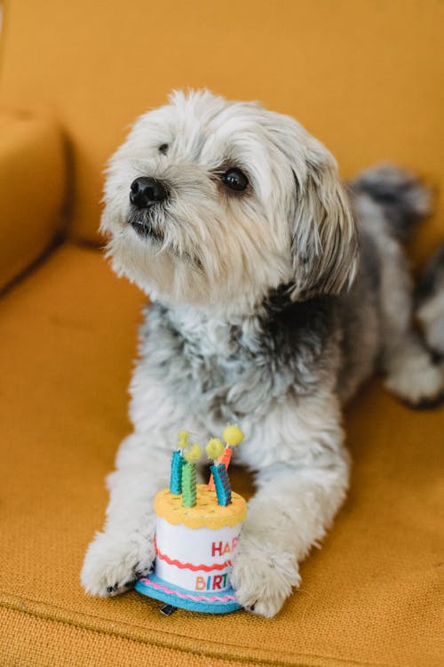 Free Cute puppy with fake Birthday cake Stock Photo