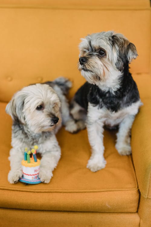 Free From above of Yorkshire Terriers celebrating birthday with toy cake with candles on soft armchair Stock Photo