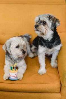 约克郡梗犬在软扶手椅上用蜡烛玩具蛋糕庆祝生日
