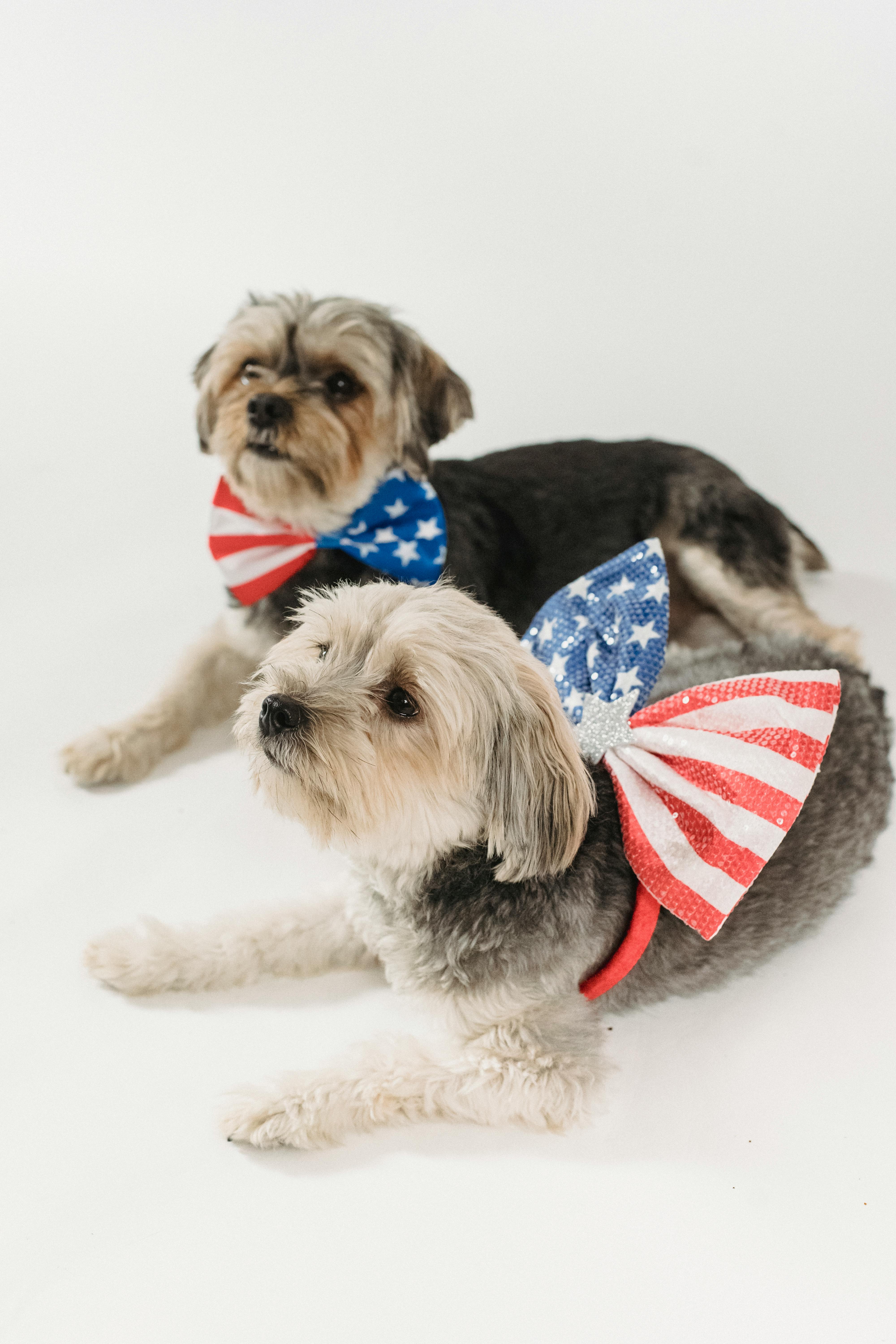attentive pedigreed dogs for celebration independence day