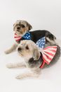 Attentive pedigreed dogs for celebration Independence Day