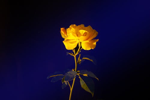 Close-Up Shot of a Yellow Rose in Bloom