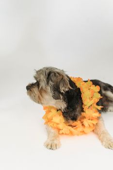一只迷人的约克郡梗犬在白色背景前，佩戴着亮橙色的花项链